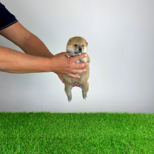 Shiba - Yuji