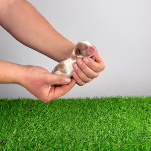 Кавалер кинг-чарльз-спаниель - Helen 