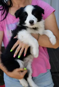 Border Collie - Piros Nyakörv/fekete Kan