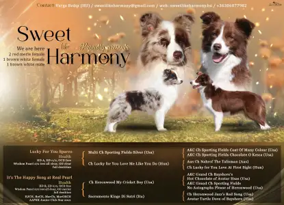 Border Collie - Sweet Like Harmony 1