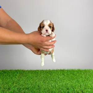 Кавалер кинг-чарльз-спаниель - Frida