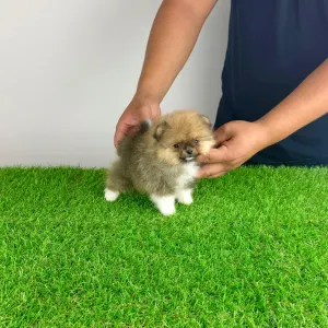 Pomeranian - Mandarin