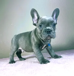 French Bulldog - Martin