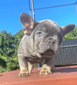 Французский бульдог - Mirjam