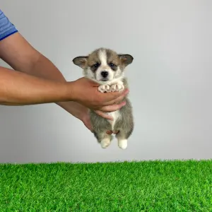 Welsh Corgi Pembroke - Sculli