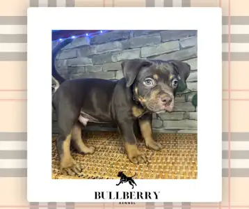 Amerikai Bully - Standard - Tayberry