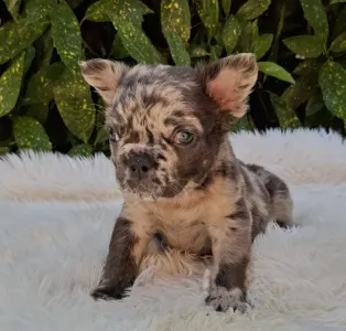 Französische Bulldogge - Max