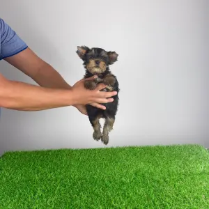Yorkshire Terrier - Dodo