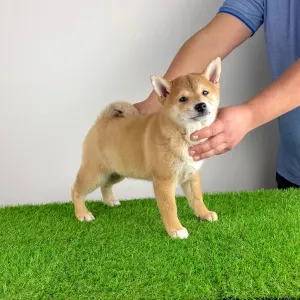 Shiba Inu - Lajta