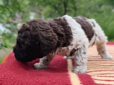 Lagotto Romanjolo - Deforest  Royal Town Of Bobovac