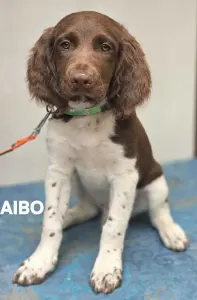 Malý münsterlandský ohař - Aibo