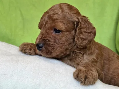 Cavapoo - Jonathan