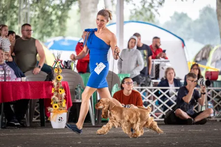 English Cocker Spaniel - La Scale Kennel