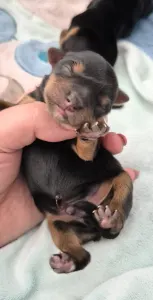 Yorkshire Terrier - Porsche Of Midsummer Nights Miracle 