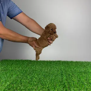 Poodle Miniature - Hella