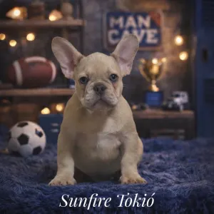 French Bulldog - Tokió 