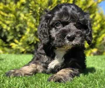 Cavapoo - Robert