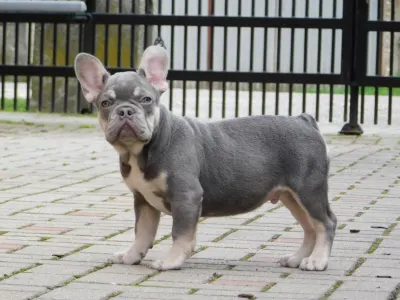 French Bulldog - Sedrick