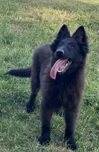 Belga juhászkutya - Gerőcsvári Black Diamond Hetty