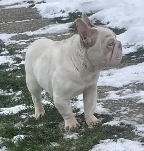 Francia bulldog - Dömpi 