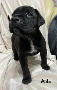 Cane corso - Aida