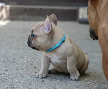 French Bulldog - Ben