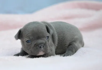 Bulldog francez - Monique