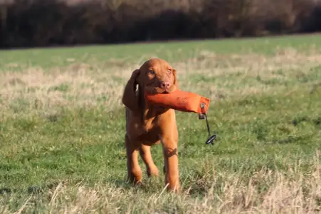 Kurzhaariger Ungarischer Vorstehhund - Pörgelóci Schelby
