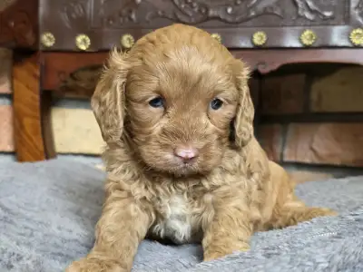 Cavapoo - Milky