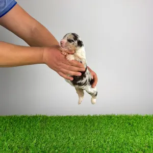 Australian Shepherd - Bennett 