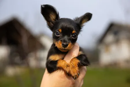 Russian Toy Terrier - Coco Chanel