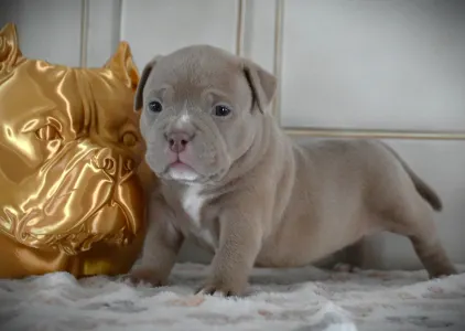 American Bully - Pocket - Zaria