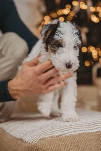 Drótszőrű foxterrier - Diablo Born Of Eastern Curse
