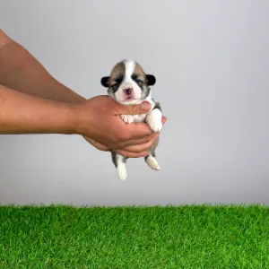 Welsh Corgi Pembroke - Yama