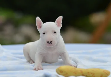Bullterrier pitic - Gregory