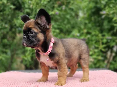 French Bulldog - Fagyi
