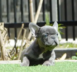 Francouzský buldoček - Chloe