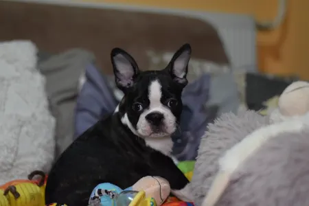 Boston Terrier - Rudolf ( Rudolph )