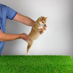 Shiba - Kaida