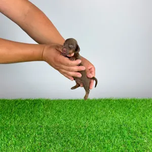 Dachshund - Chibo