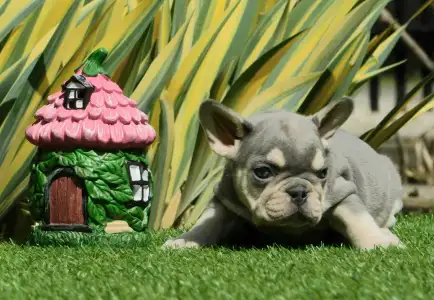 French Bulldog - Lara 