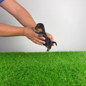 Yorkshire Terrier - Henny