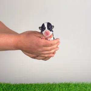 Pembroke Welsh Corgi - Yeska