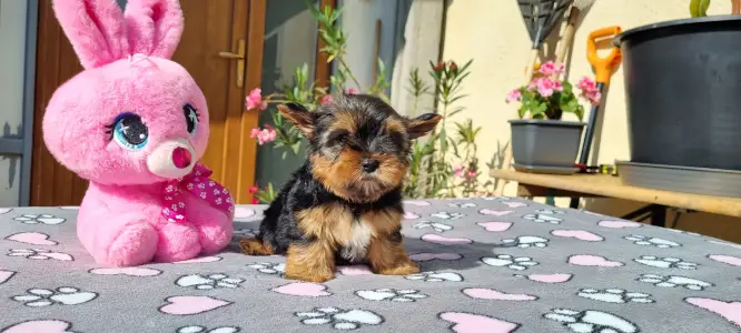 Yorkshire Terrier - Kókusz
