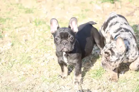 Francouzský buldoček - Whisper 