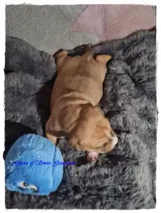 American Staffordshire Terrier - Garcia Of Sweet Gangland