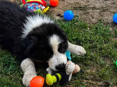 Border Collie - Dj Fmg