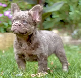 Bouledogue français - Steel Wing Bullz Royal