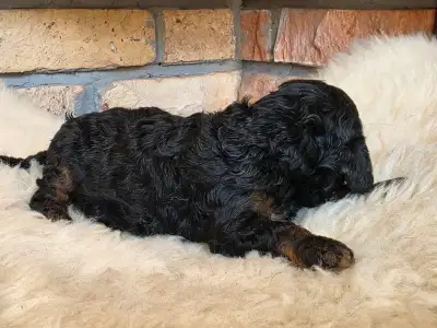 Cavapoo - Nobu