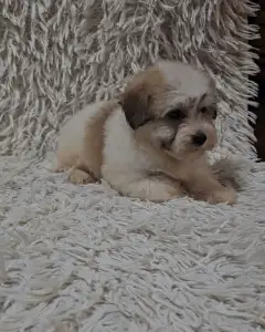 Havanese - Matt